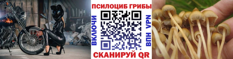 Купить закладки  Сертолово  Псилоцибиновые грибы мицелий 
